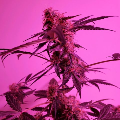 Chelsea growlog timeline photo