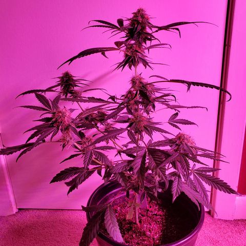 Chelsea growlog timeline photo