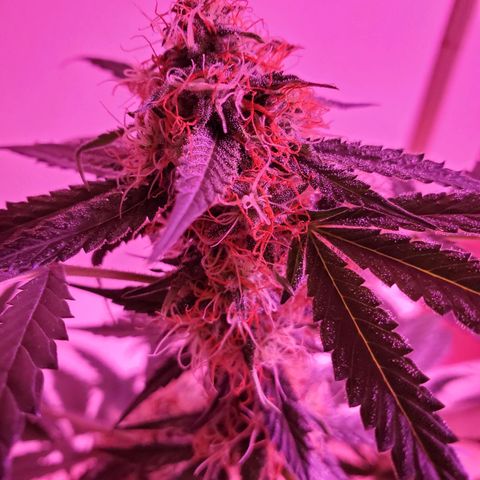 Chelsea growlog timeline photo