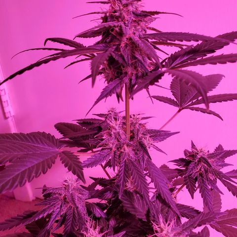 Cindy growlog timeline photo