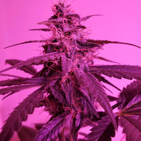 Cindy growlog timeline photo