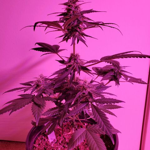 Cindy growlog timeline photo