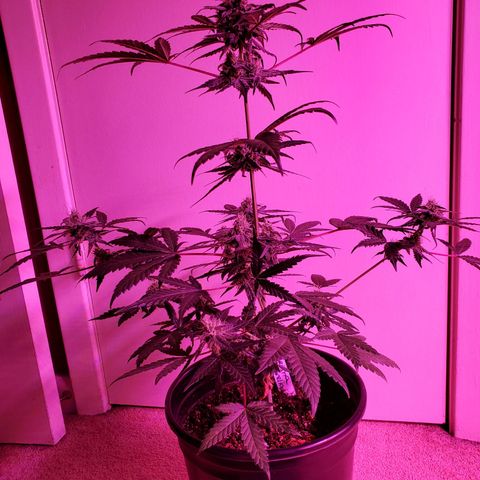 Reigna growlog timeline photo