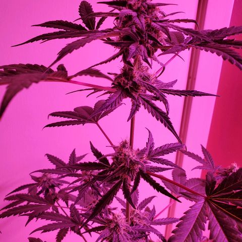 Reigna growlog timeline photo