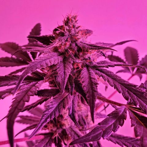 Reigna growlog timeline photo