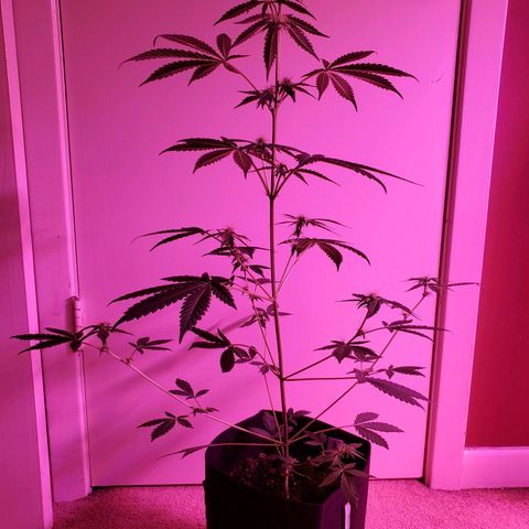 Melanie growlog timeline photo