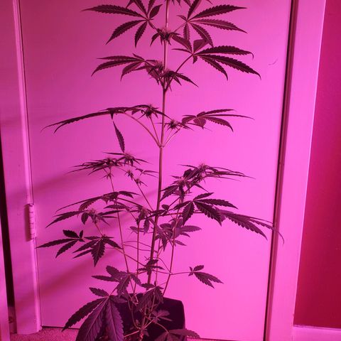 Melanie growlog photo: Did some upwards training on the lower branches, did some lollipopping on the lower bud sites. 