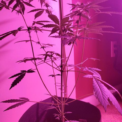 Melanie growlog photo: Did some upwards training on the lower branches, did some lollipopping on the lower bud sites. 