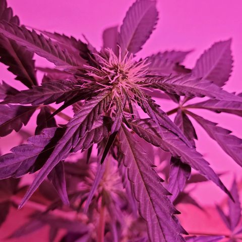 Charlotte growlog timeline photo