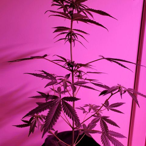 Charlotte growlog timeline photo
