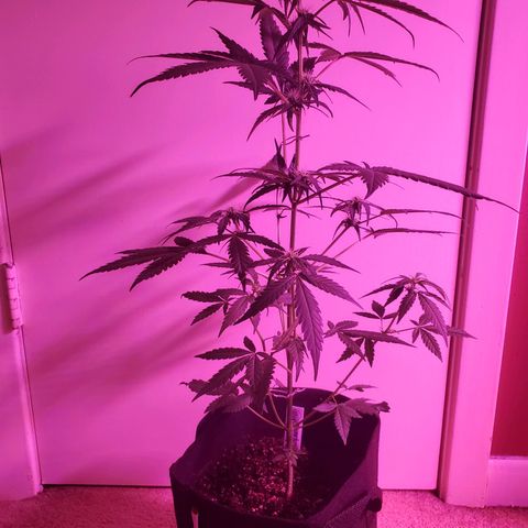 Charlotte growlog photo: Did some upwards training on the lower branches, did some lollipopping on the lower bud sites 