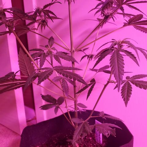 Charlotte growlog photo: Did some upwards training on the lower branches, did some lollipopping on the lower bud sites 