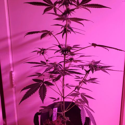 Charlotte growlog timeline photo