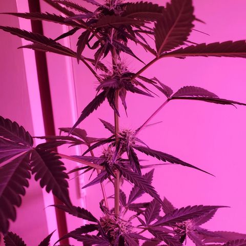Charlotte growlog timeline photo