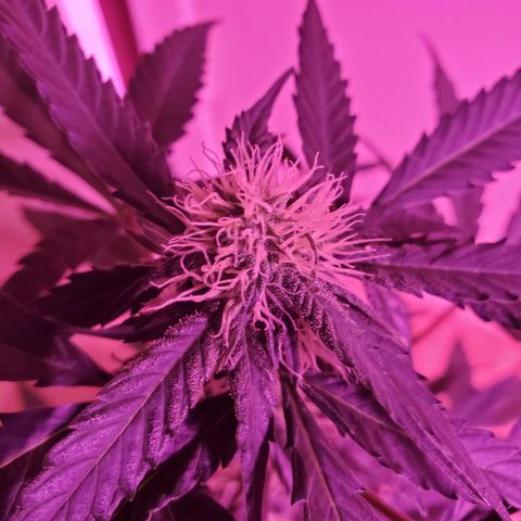 Charlotte growlog timeline photo