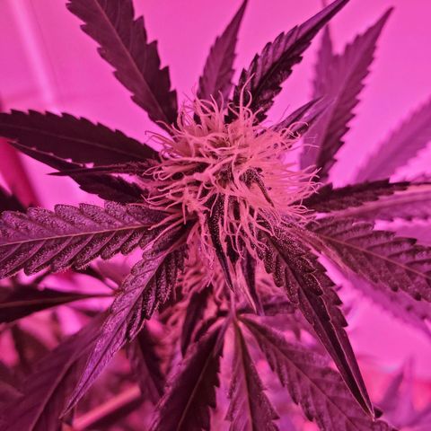 Melanie growlog timeline photo