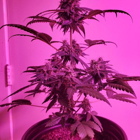 Cindy growlog timeline photo