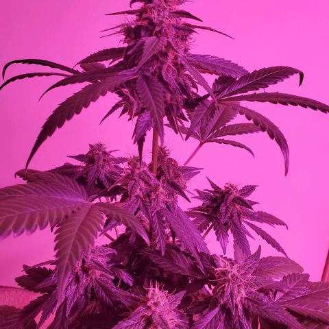 Cindy growlog timeline photo