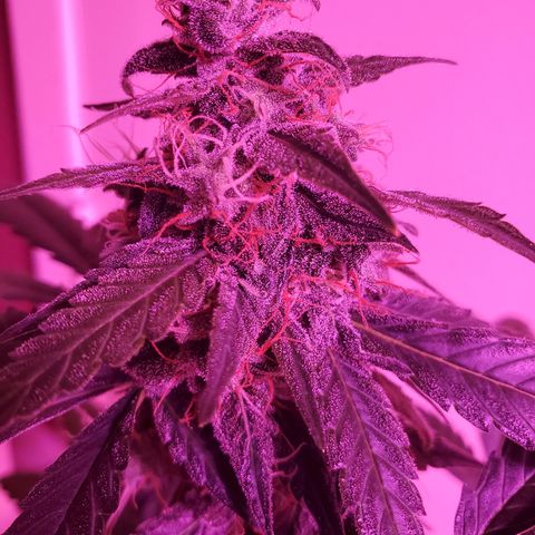 Cindy growlog timeline photo