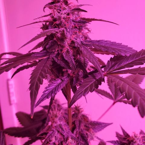 Cindy growlog timeline photo