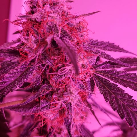 Chelsea growlog timeline photo