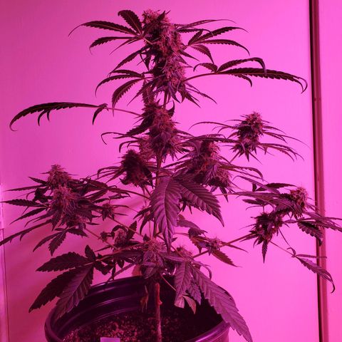Chelsea growlog timeline photo