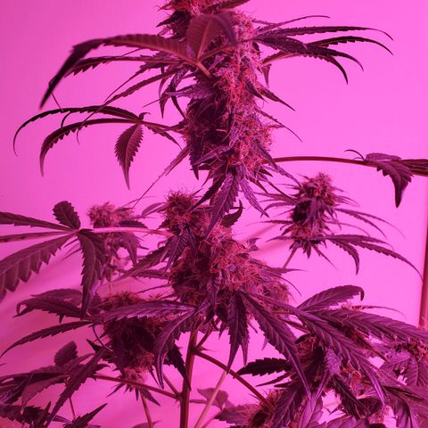 Chelsea growlog timeline photo