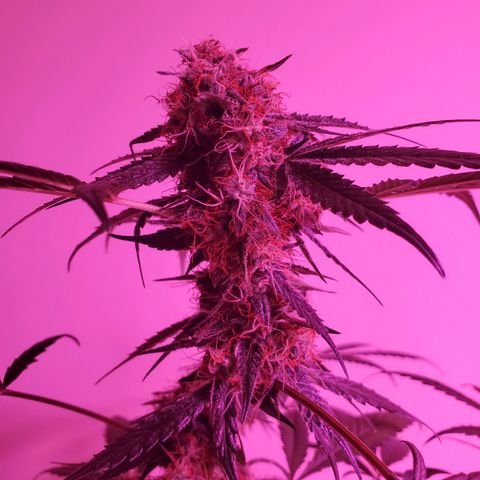 Chelsea growlog timeline photo