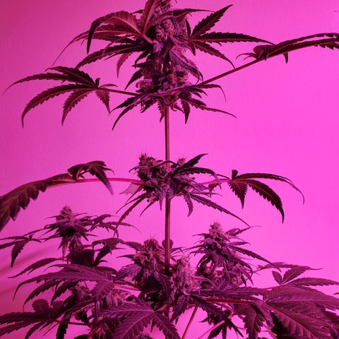 Reigna growlog timeline photo