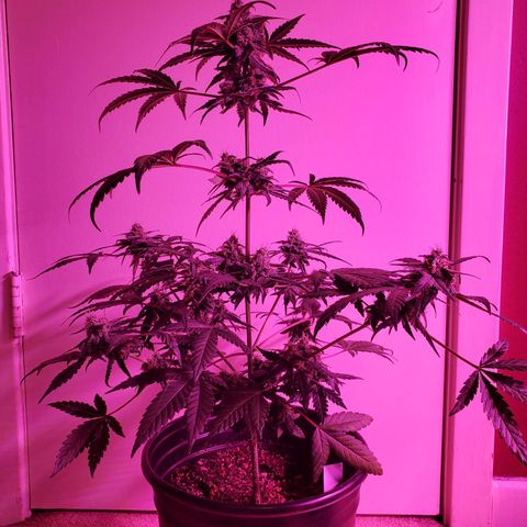Reigna growlog timeline photo