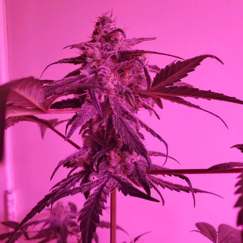 Reigna growlog timeline photo