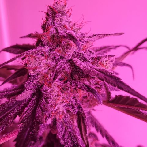 Reigna growlog timeline photo