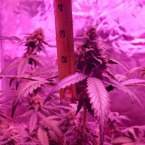 Cindy growlog timeline photo