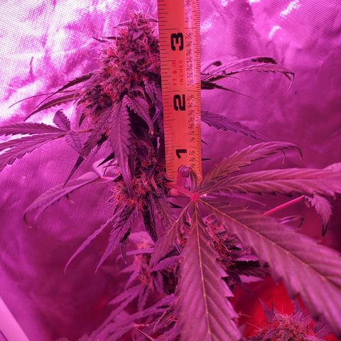 Chelsea growlog timeline photo