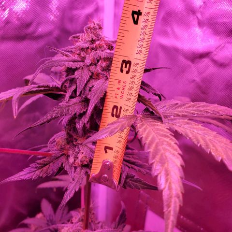 Reigna growlog timeline photo