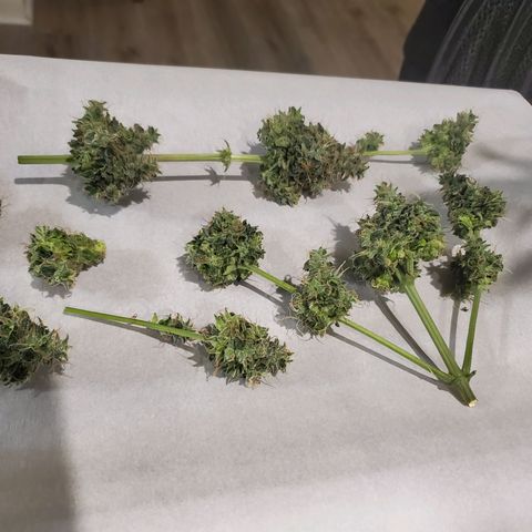 Cindy growlog timeline photo