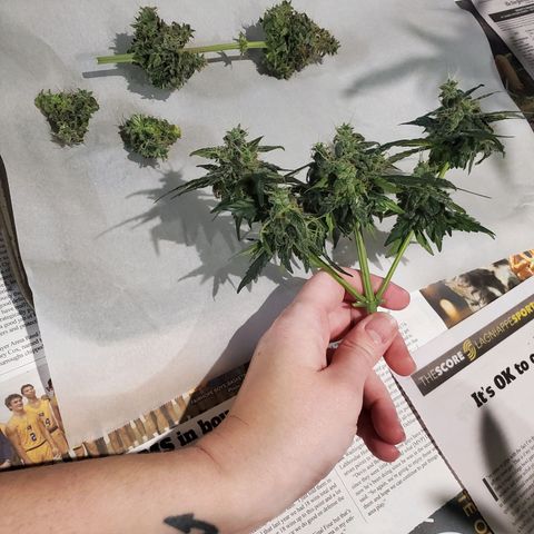 Cindy growlog timeline photo