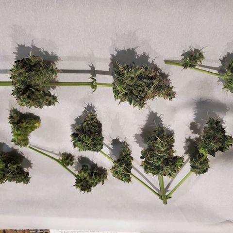 Cindy growlog timeline photo