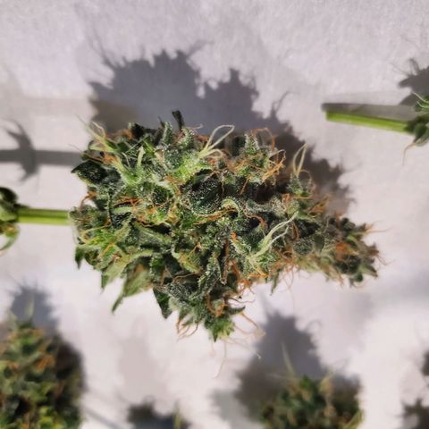 Cindy growlog timeline photo
