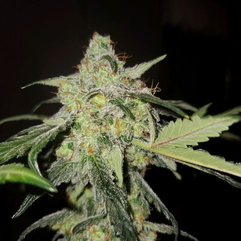 Reigna growlog timeline photo