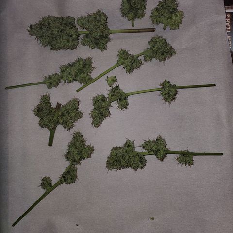 Reigna growlog timeline photo