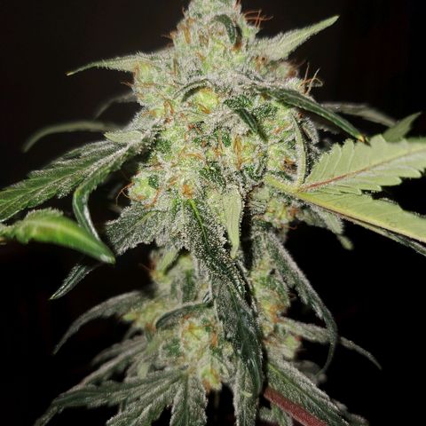 Reigna growlog timeline photo