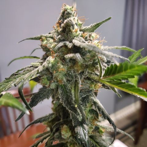 Reigna growlog timeline photo