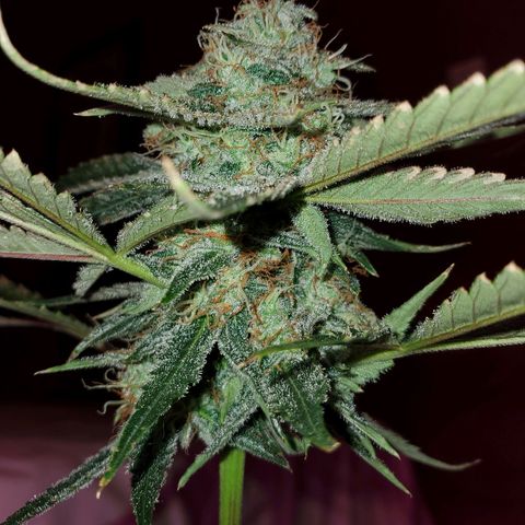 Melanie growlog timeline photo