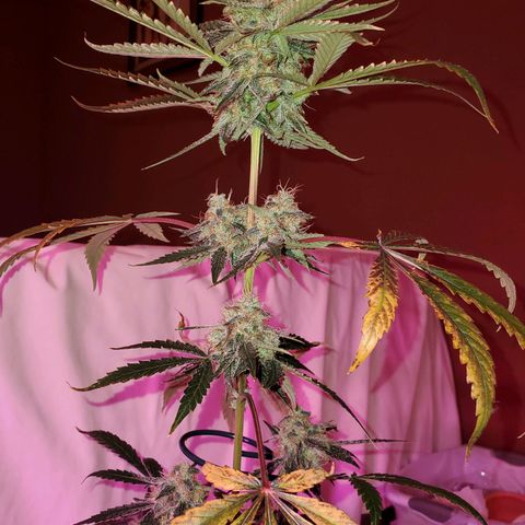 Melanie growlog timeline photo