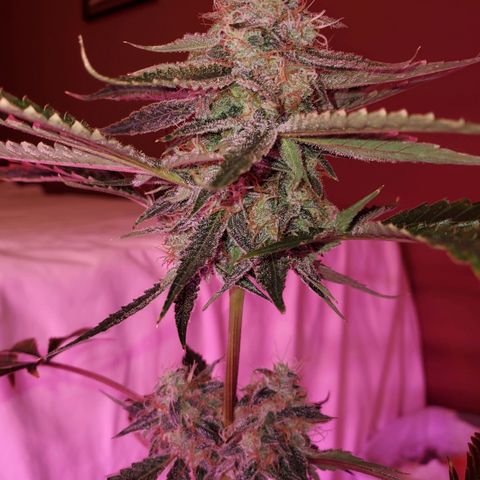 Melanie growlog timeline photo