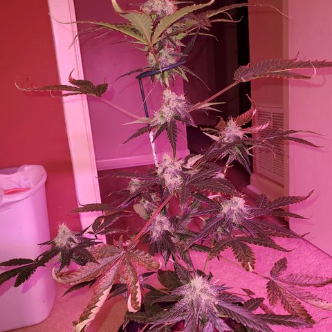 Charlotte growlog timeline photo