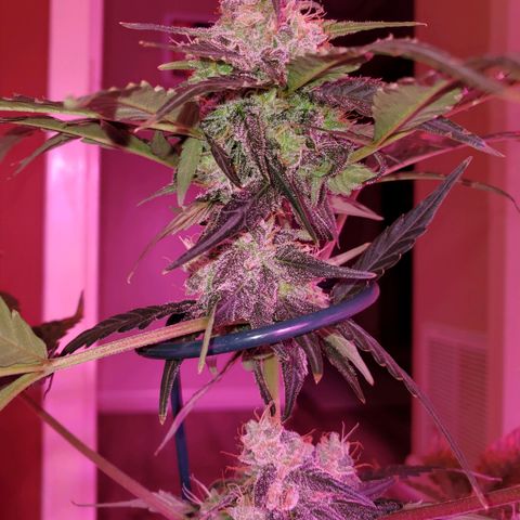 Charlotte growlog timeline photo