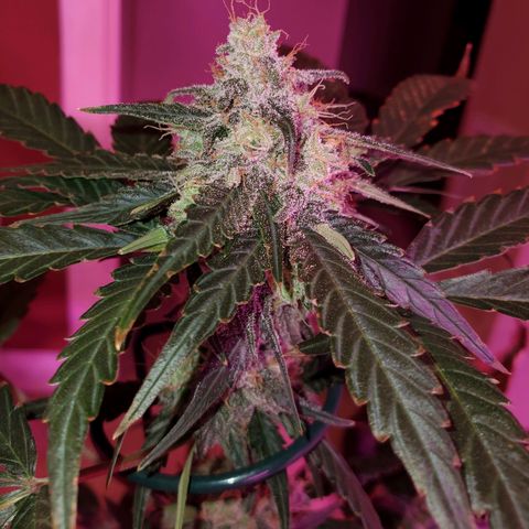 Charlotte growlog timeline photo