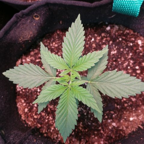 Evita growlog timeline photo